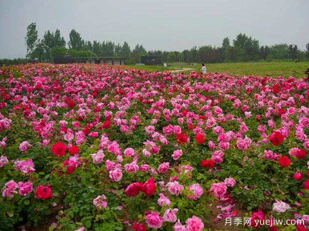 西安月季应用和月季景观(图3)