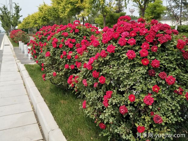 西安月季应用和月季景观(图4)