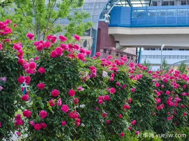 西安月季应用和月季景观(图5)