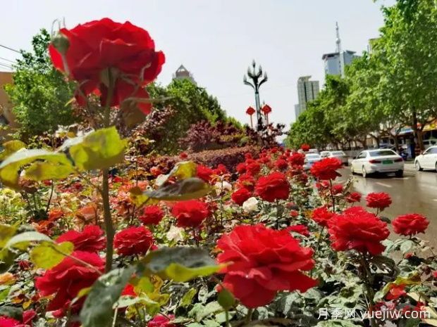 咸阳月季应用和月季景观(图2)