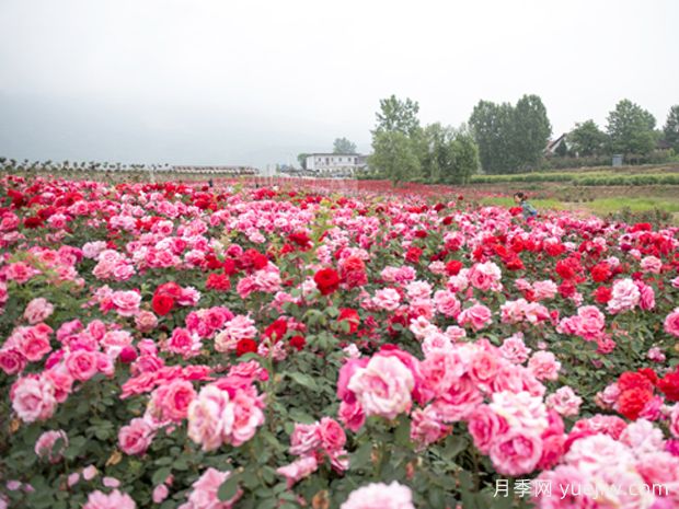 汉中月季应用和月季景观(图2)