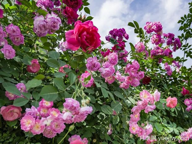 汉中月季应用和月季景观(图1)
