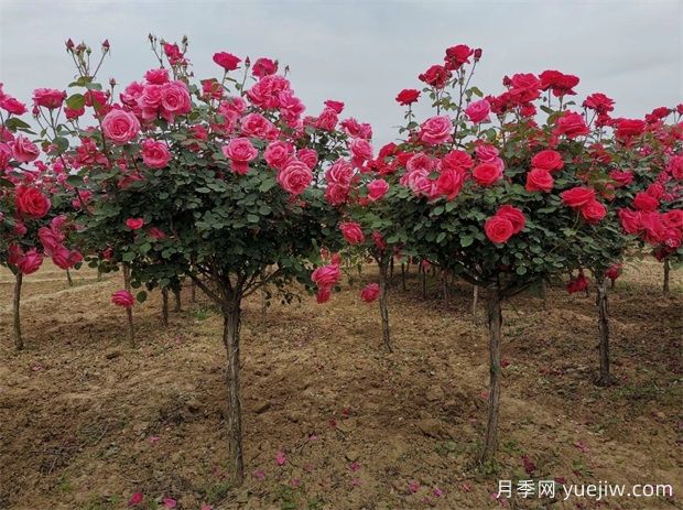 安康月季应用和月季景观(图2)