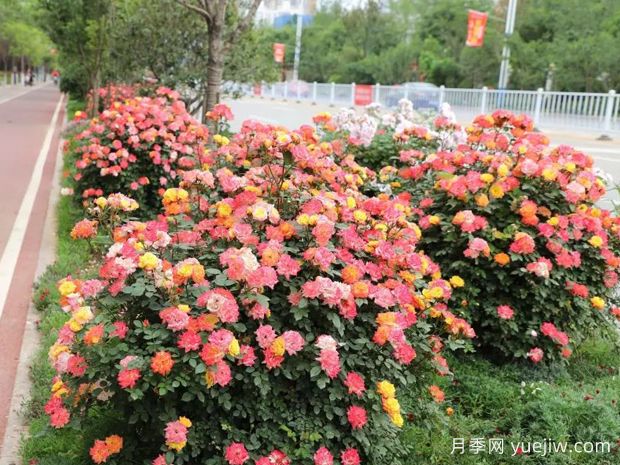 商洛月季应用和月季景观(图3)