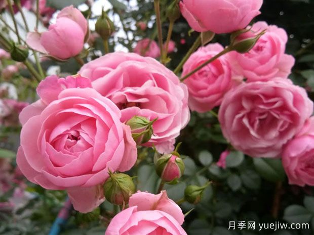 月季花能放在室内养吗？怎么提高月季抗病虫能力？(图1)