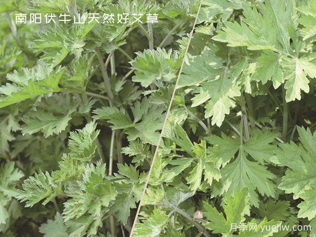 小小的野生艾草，成为南阳致富路的主角(图1)