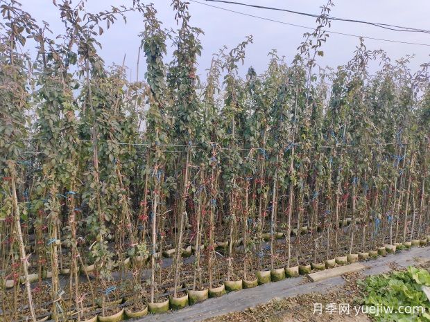 南阳基地2米高安吉拉月季批发供应(图2)