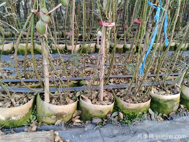 南阳基地2米高安吉拉月季批发供应(图3)