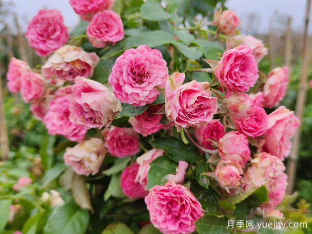 月季花多久施肥一次？专业的施肥指南(图1)