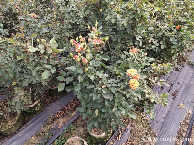 月季施肥不当产生肥害，该如何补救？(图1)