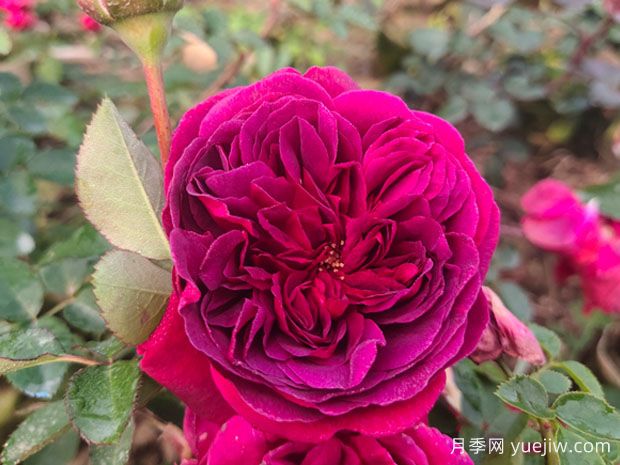 情人节送蓝色妖姬还是红玫瑰？(图1)