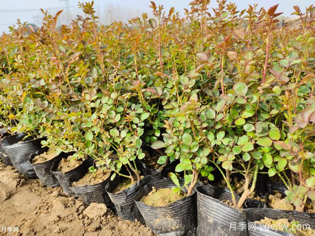 月季早春追加肥料，春天开花多盲枝少(图1)