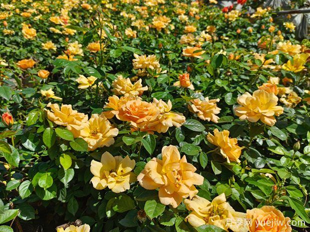 内乡月季公园月季盛开，赏花游人如织(图1)