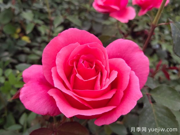 月季的形态和颜色有哪些变化？(图1)