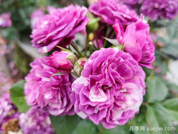 月季花品种多，有什么特征和用途？(图1)