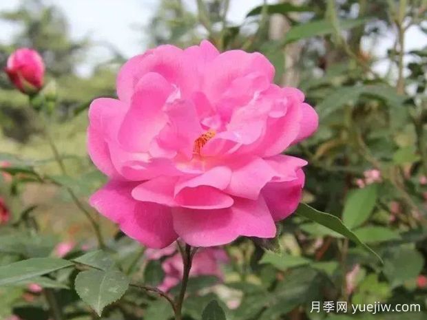 认识古老月季百科，中国古老月季对现代月季的影响(图2)