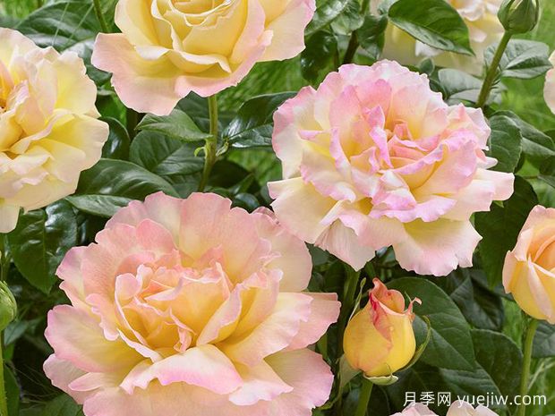 认识古老月季百科，中国古老月季对现代月季的影响(图1)