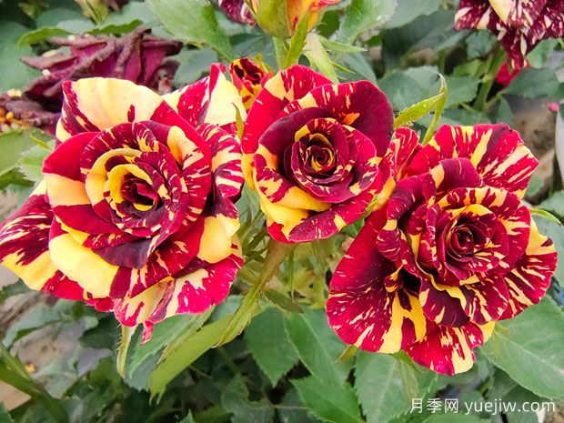 十种惊艳了时光的月季品种，非常漂亮(图1)
