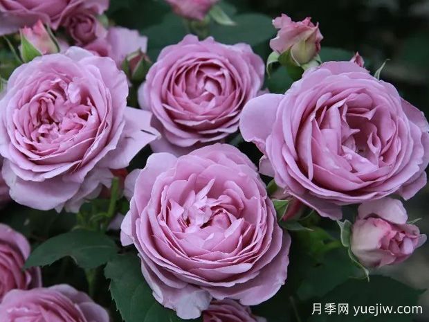 十种惊艳了时光的月季品种，非常漂亮(图4)
