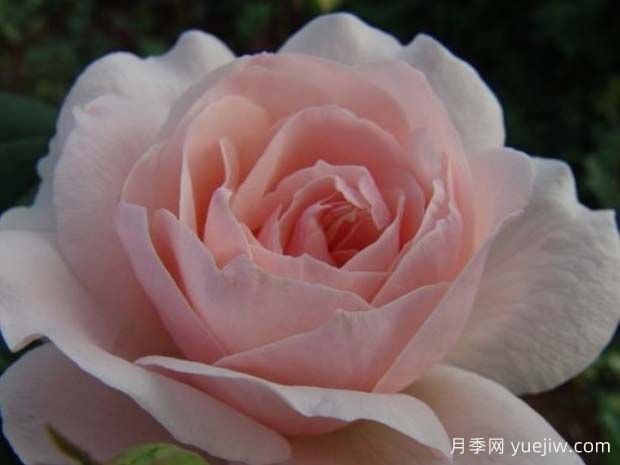 云蒸霞蔚月季(图1)