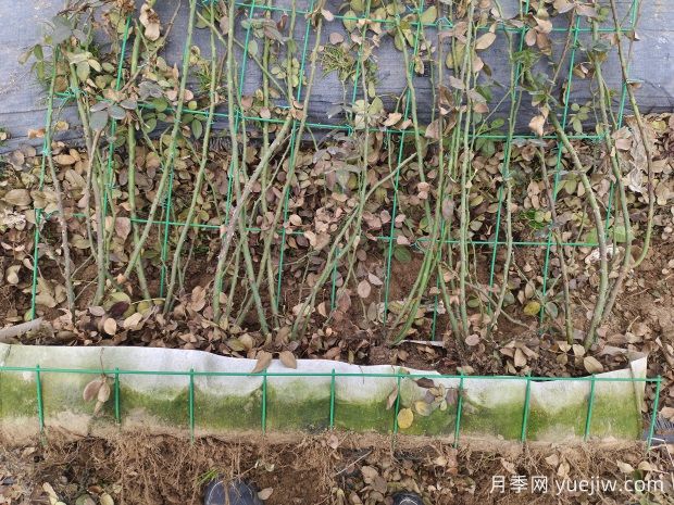 蒂娜红色爬藤月季花墙网片产地批发(图3)