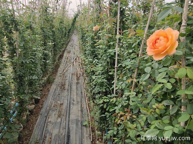 月季有花苞后不能乱用两种肥料，不然徒长(图1)