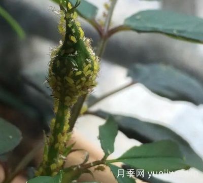 月季常见病虫害之蚜虫的习性和防治措施(图1)