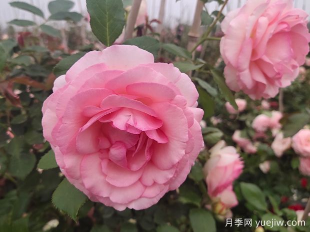 20种必买的月季品种，花友放心入手(图1)