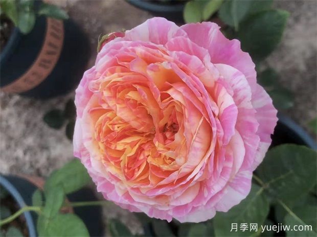 20种必买的月季品种，花友放心入手(图2)