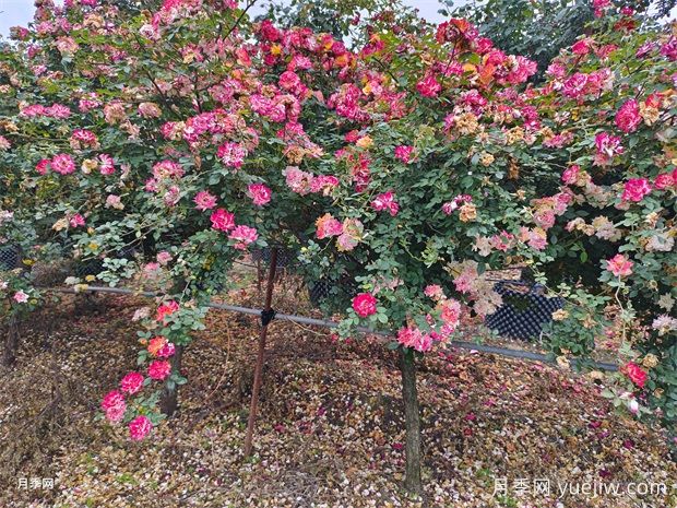 五色藤彩虹树状月季多规格美化园林庭院(图3)