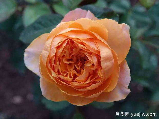 常见十五款月季的优缺点是什么？(图1)