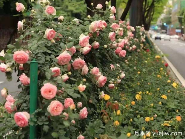 成都月季应用和月季景观(图3)