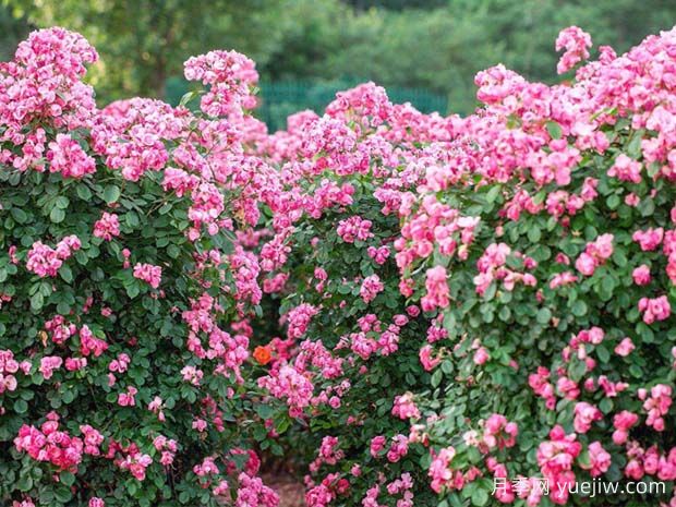 绵阳月季市花文化和月季景观(图6)