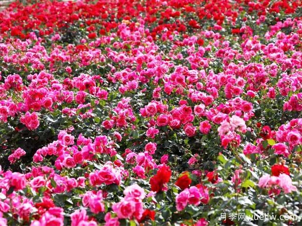 绵阳月季市花文化和月季景观(图1)
