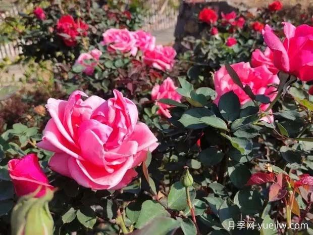 攀枝花月季应用和月季景观(图1)
