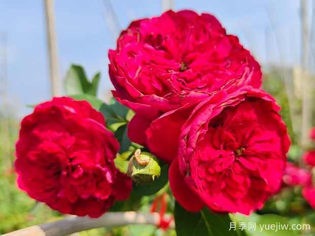 优质花墙材料——藤本红色弗洛伦蒂娜月季(图2)