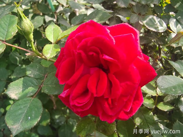 御用马车藤本月季，纯正中国红出道60多年依旧让人着迷(图2)