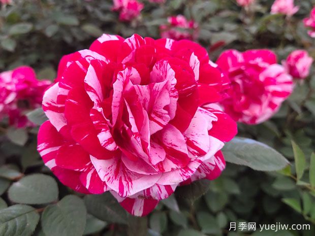 给老婆买什么玫瑰比较好？(图1)