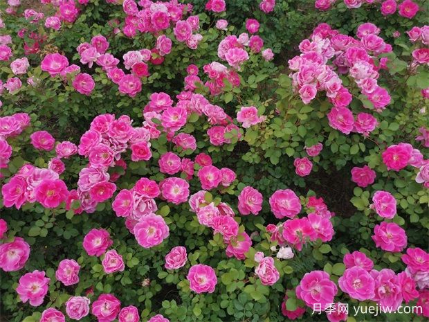 广元月季应用和月季景观(图2)