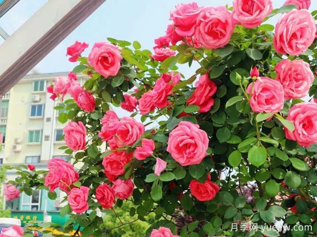 遂宁月季应用和月季景观(图1)