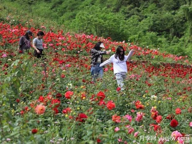 乐山月季应用和月季景观(图3)