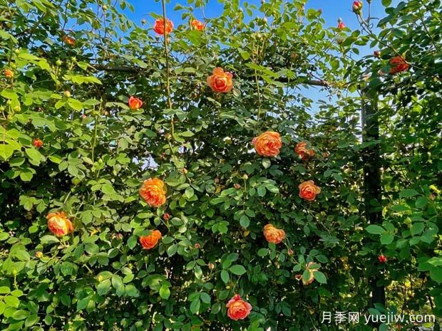 乐山月季应用和月季景观(图2)