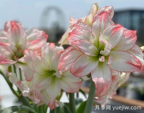 常见的朱顶红品种分享(图1)