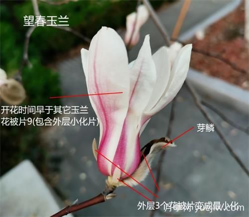 八种玉兰识别与图鉴(图1)