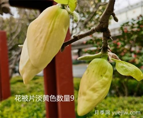 八种玉兰识别与图鉴(图4)