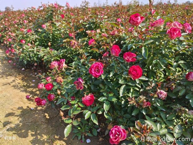 适合春天扦插的花卉，月季扦插成活高(图1)
