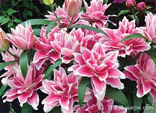 百合花的优点和缺点(图1)