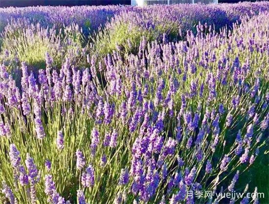 薰衣草的优点和缺点(图1)