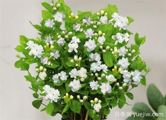 茉莉花的优点和缺点(图1)