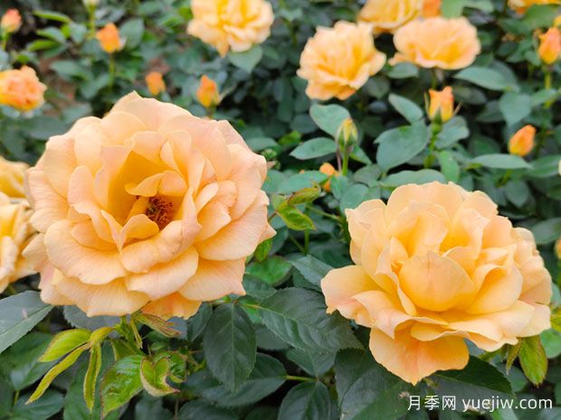 月季花的传说和各种颜色代表的花语(图1)